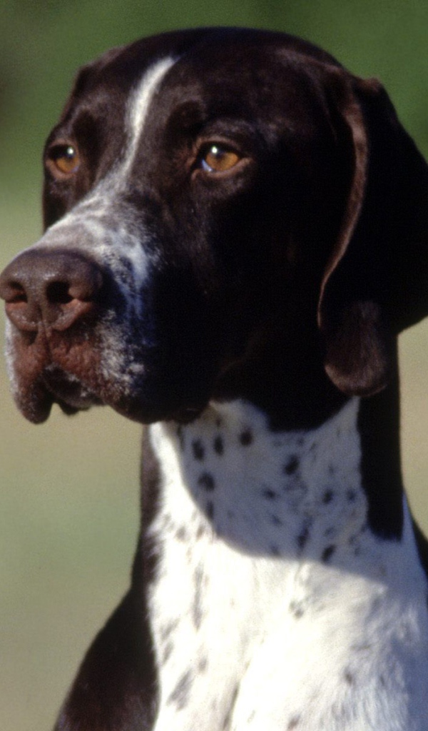 Коричнево-белый Пойнтер
