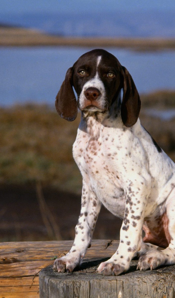 Маленький щенок Пойнтера