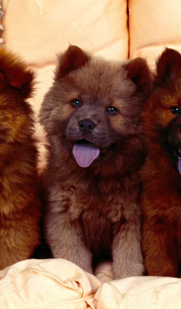 Коричневыйе щенки чау-чау