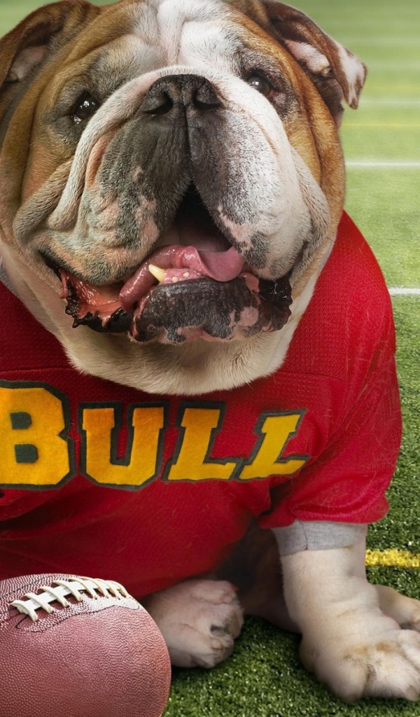 Бульдог в спортивной одежде