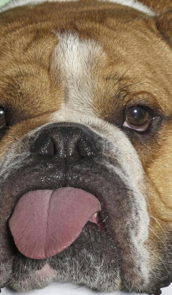 Бульдог показывает язык