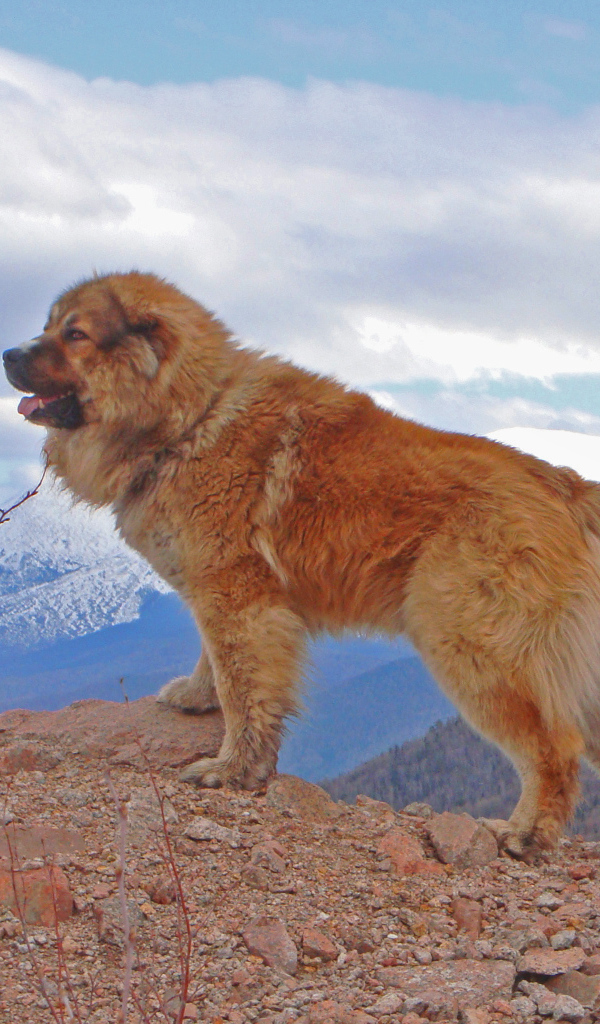 Кавказская овчарка в горах