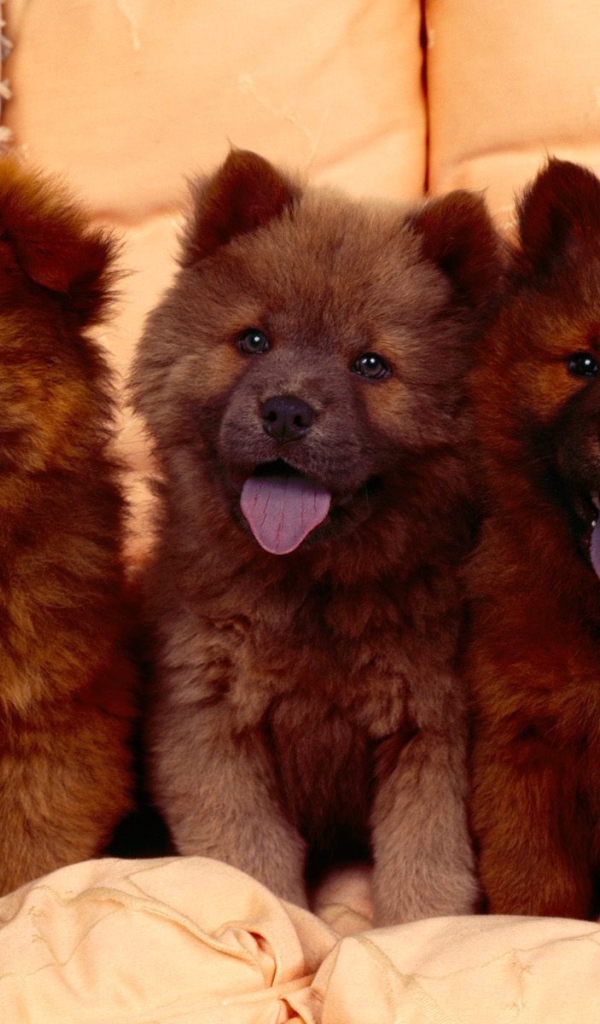 Щенки Кавказской овчарки