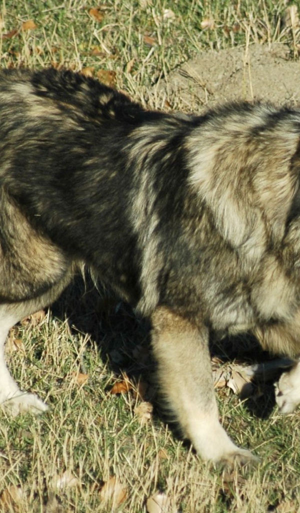 Кавказская овчарка на прогулке