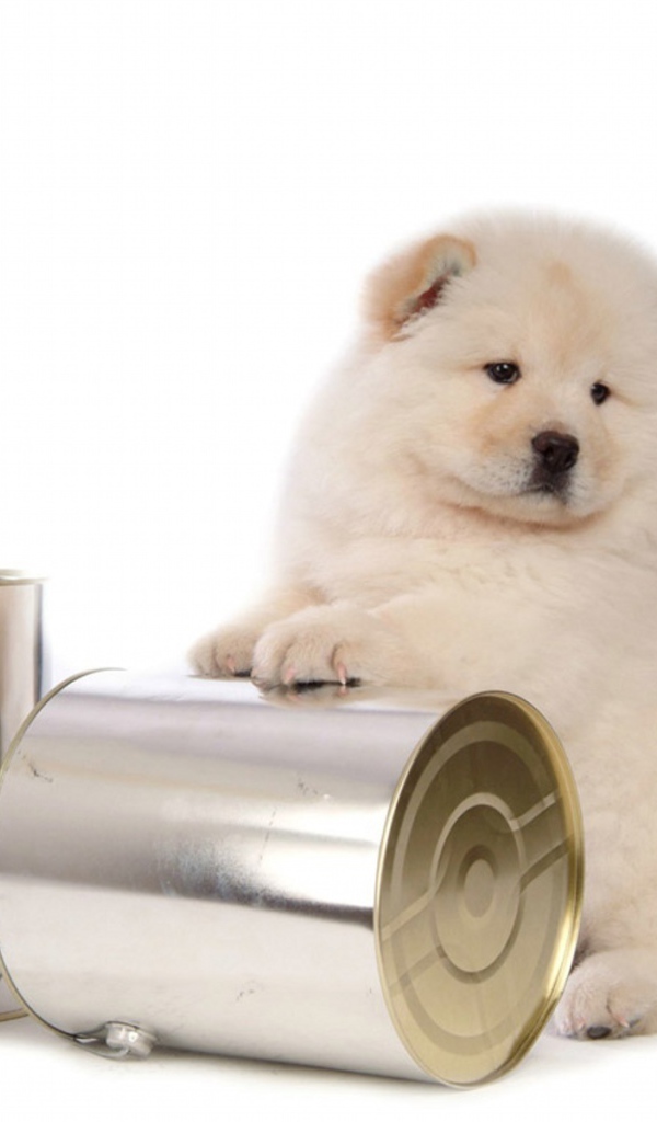 Чау-чау и банки