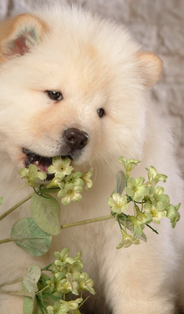 Чау-чау жует цветок