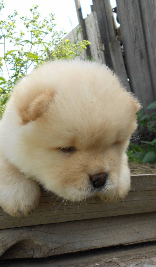 Чау-чау выглядит усталой