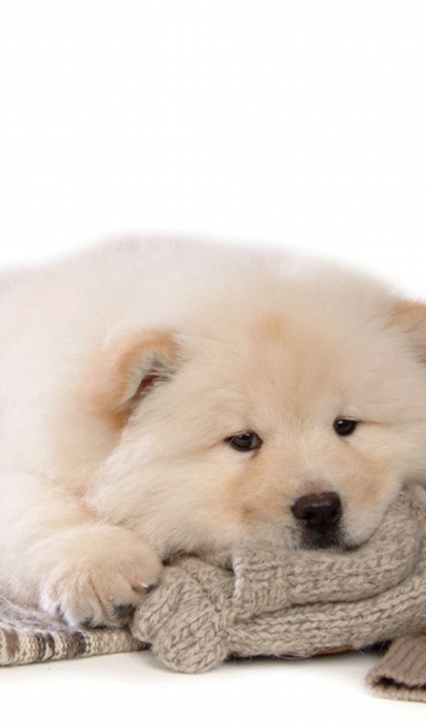 Чау-чау лежит на свитере