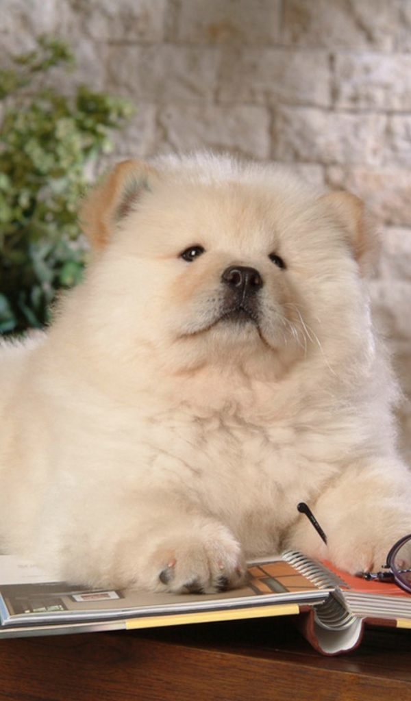 Чау-чау читает книгу