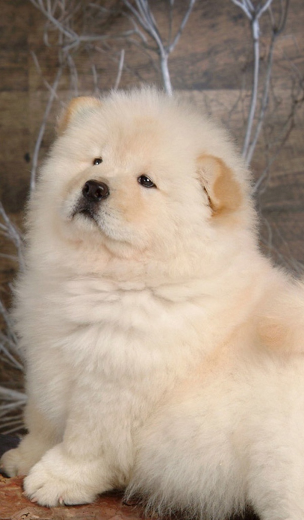 Чау-чау позирует для картины