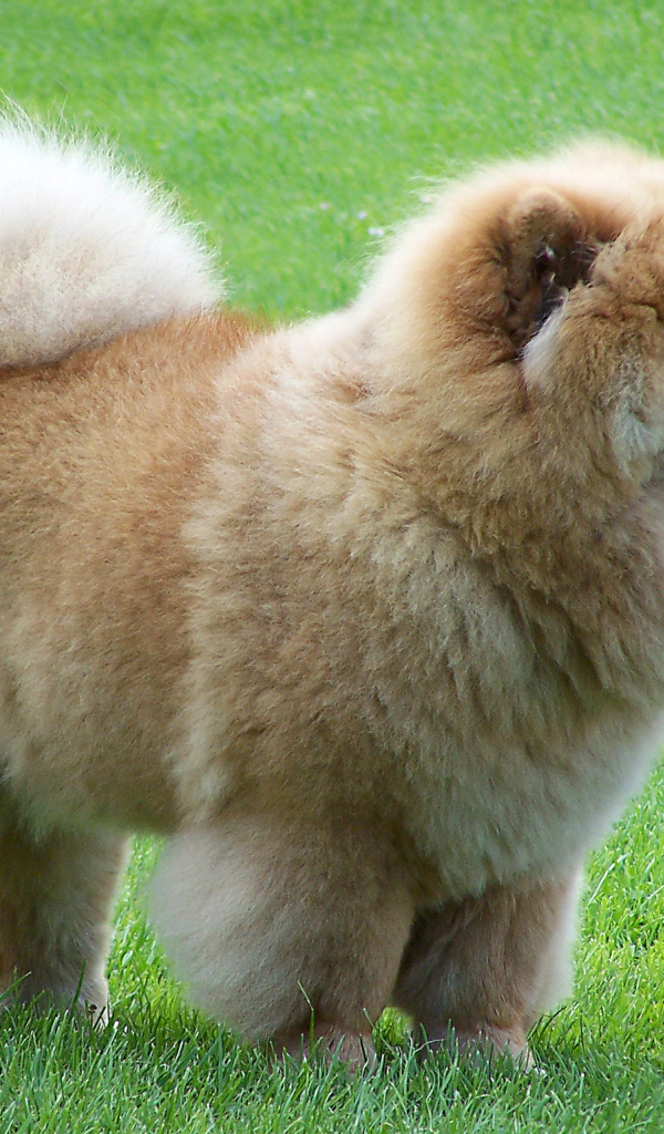 Чау-чау на прогулке