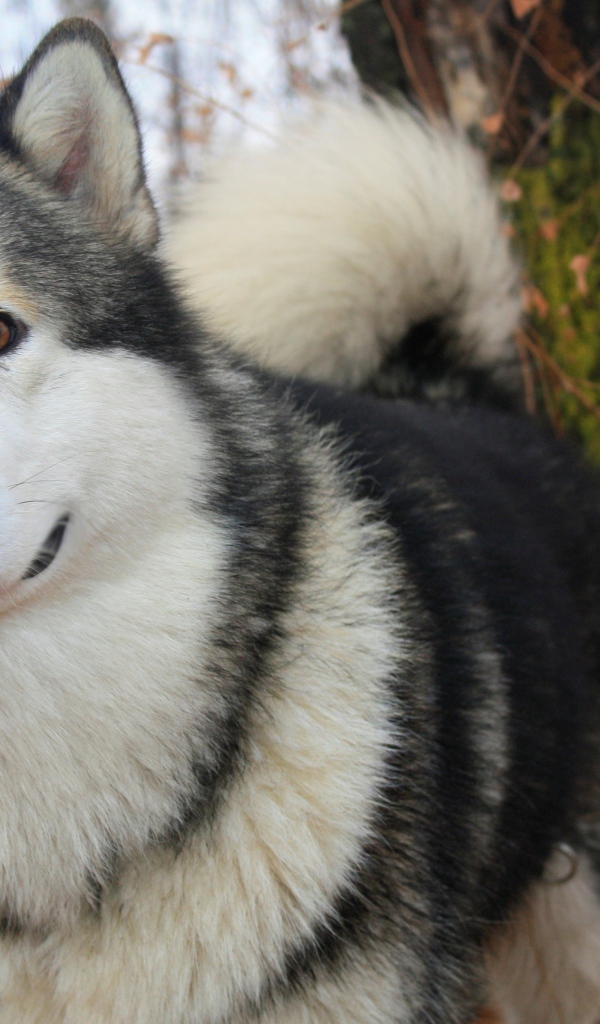 Милый аляскинский маламут