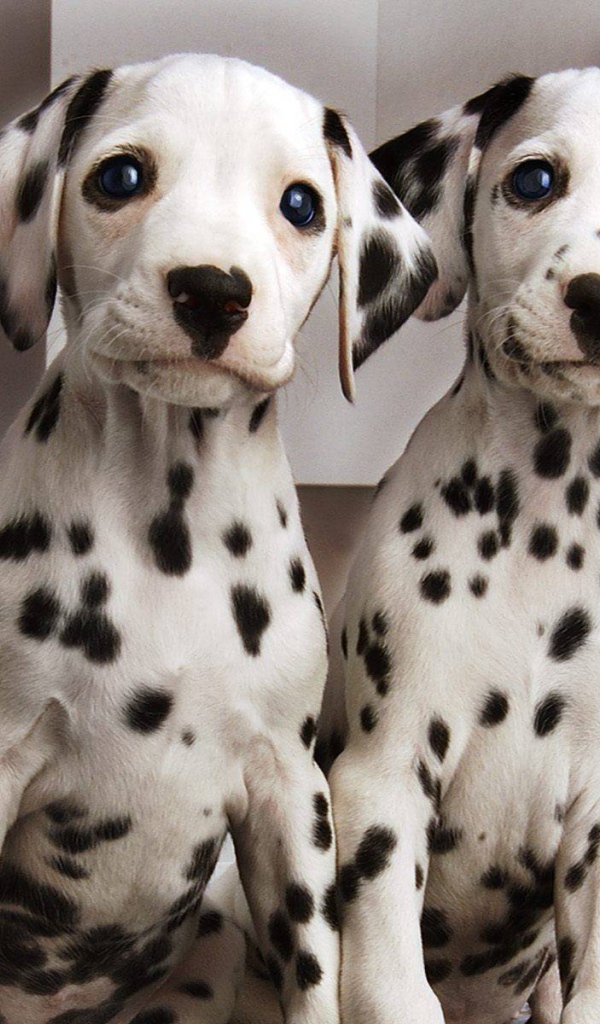 Симпатичные щенки далматина
