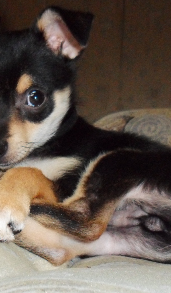 Симпатичный Карликовый пинчер на диване