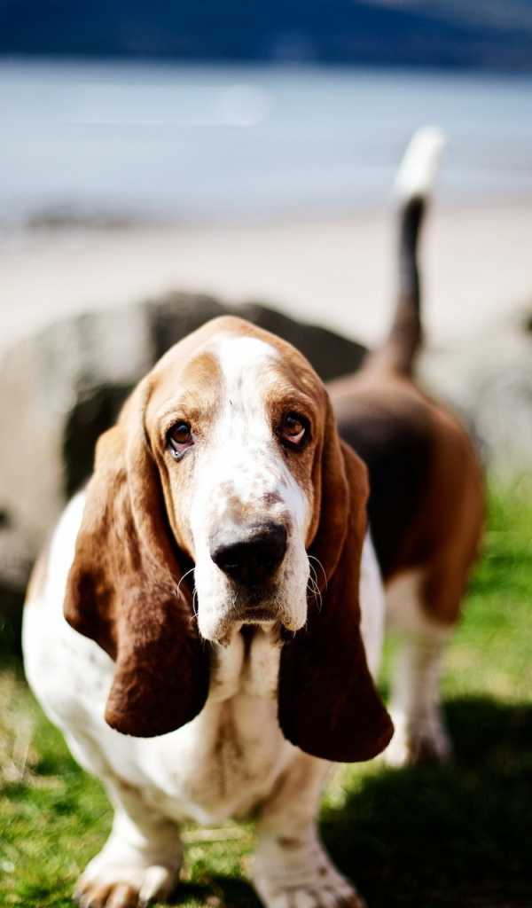 Милый бассет-хаунд на природе