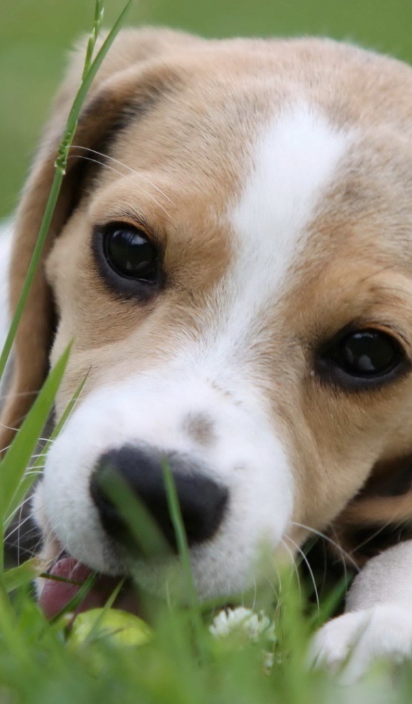 Милая собака породы бигль лежит на траве