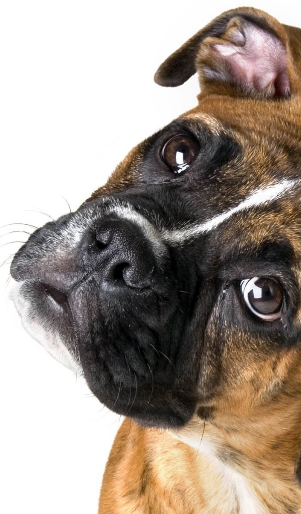 Милый боксёр на белом фоне