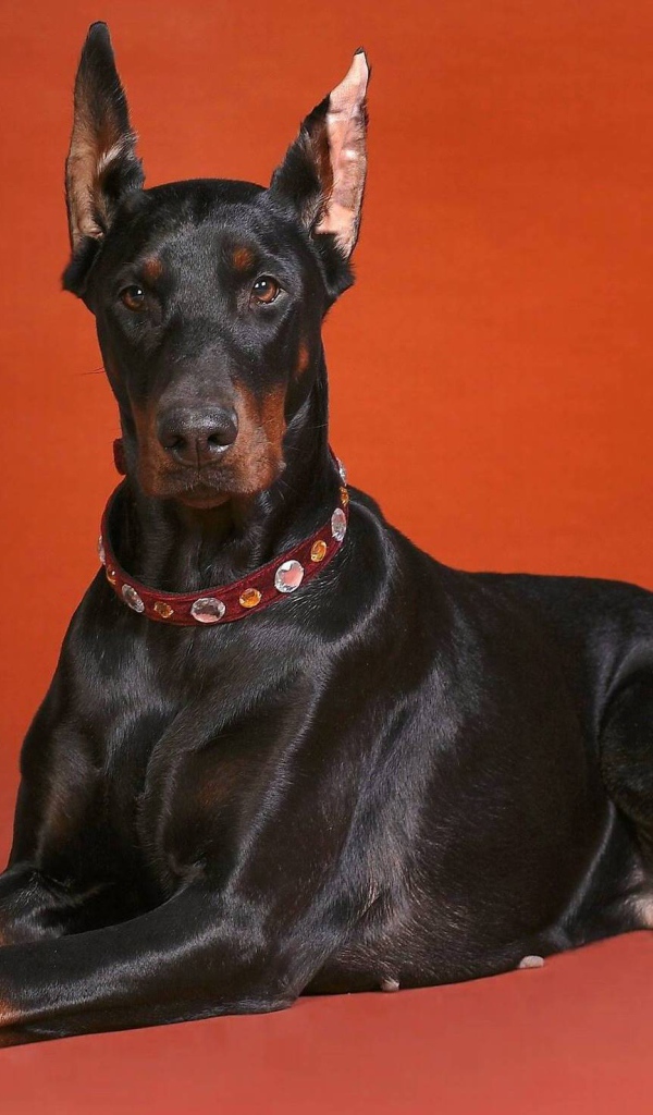 Симпатичный доберман на красном фоне