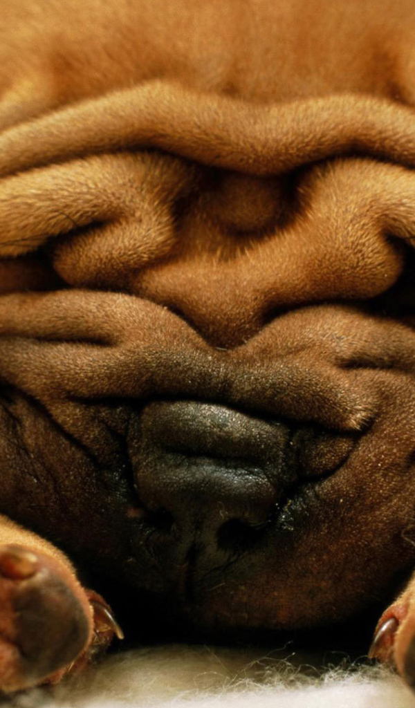 Симпатичный маленький Шарпей