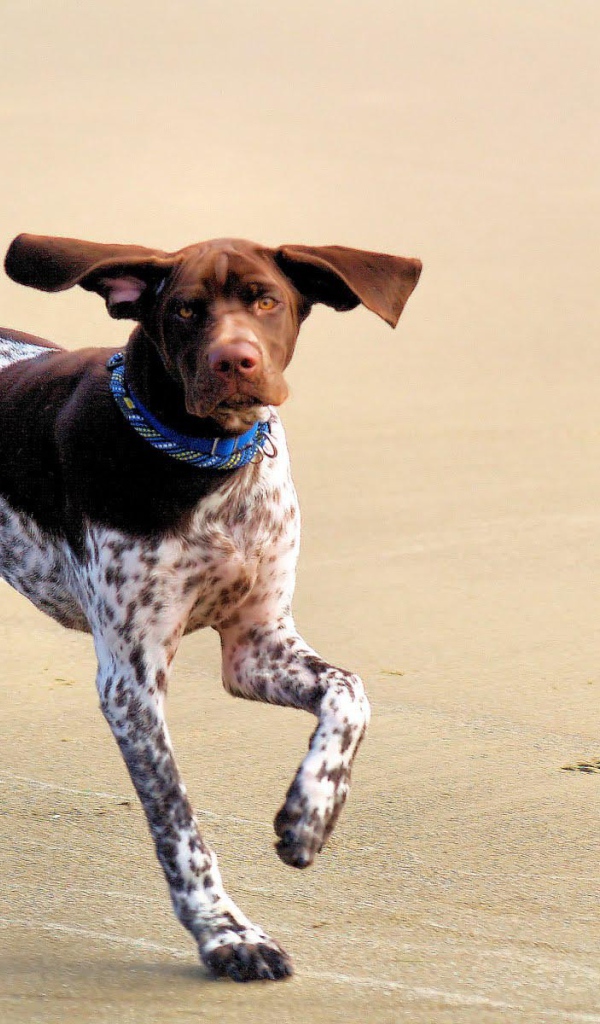 Симпатичный Пойнтер играет на пляже