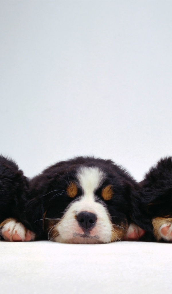 Милые щенки бернской пастушьей собаки на белом фоне