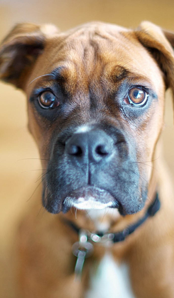 Милый молодой боксёр на коричневом фоне