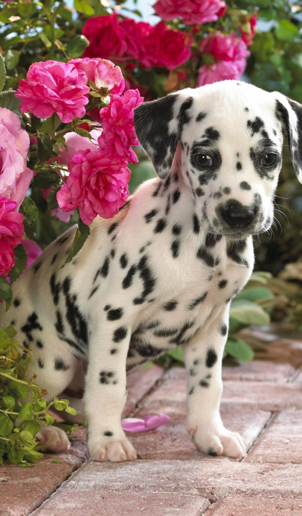 Далматин скрывается в цветах