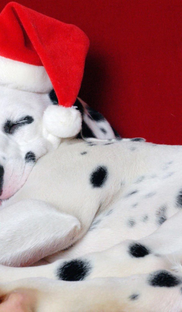 Далматин в Рождество