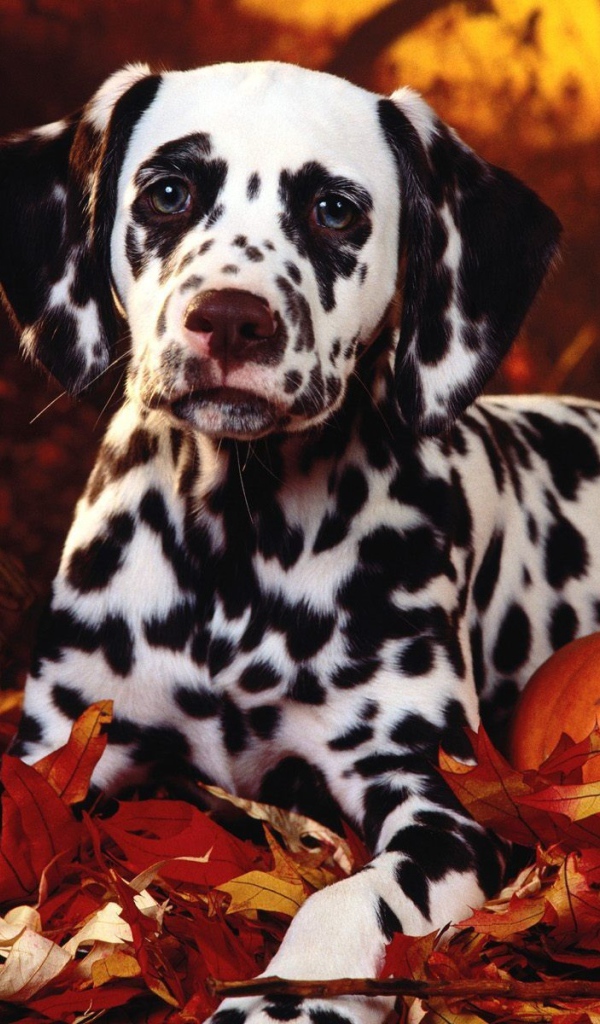 Далматин в тему Хэллоуина