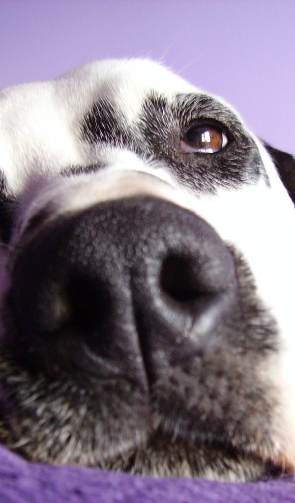 Далматин лежит на подушке