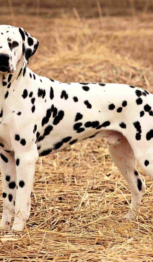 Далматина на поле осенью