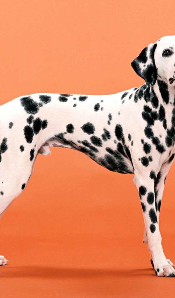 Далматин на оранжевом фоне