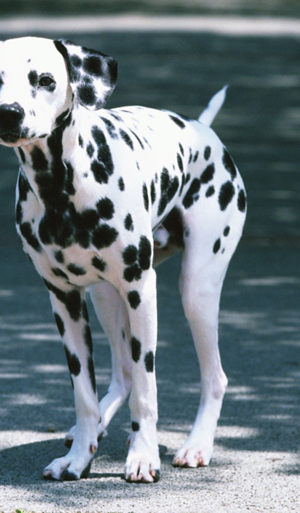 Далматин на дороге