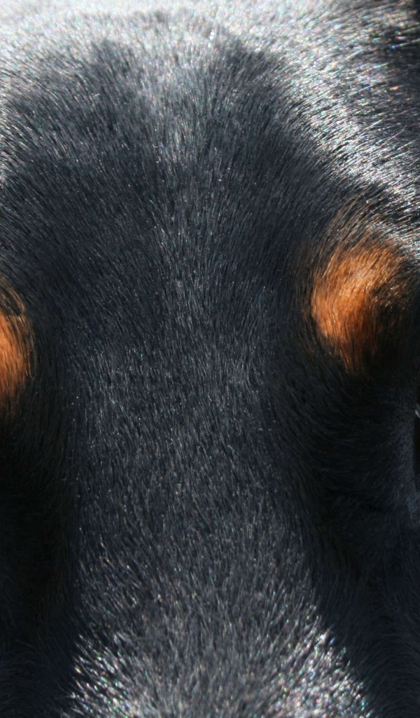 Глубокие глаза добермана