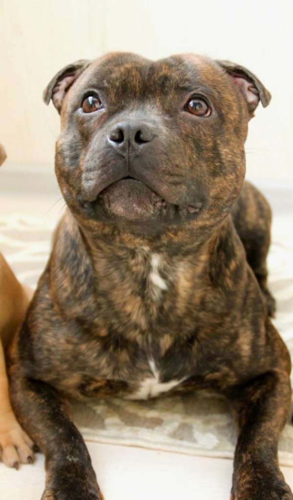 Различные виды стаффордширских бультерьеров