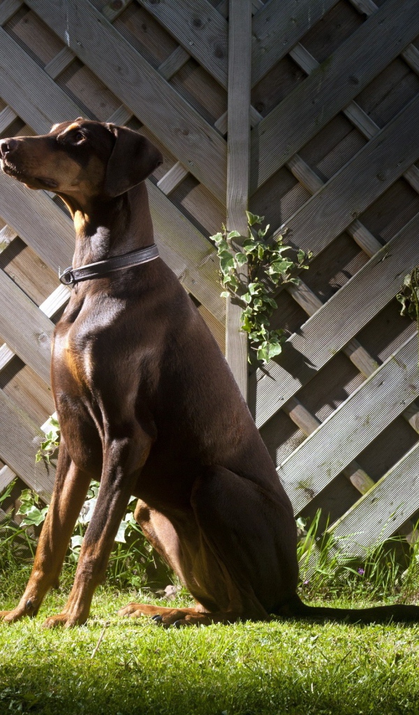 Доберман Пинчер сидит