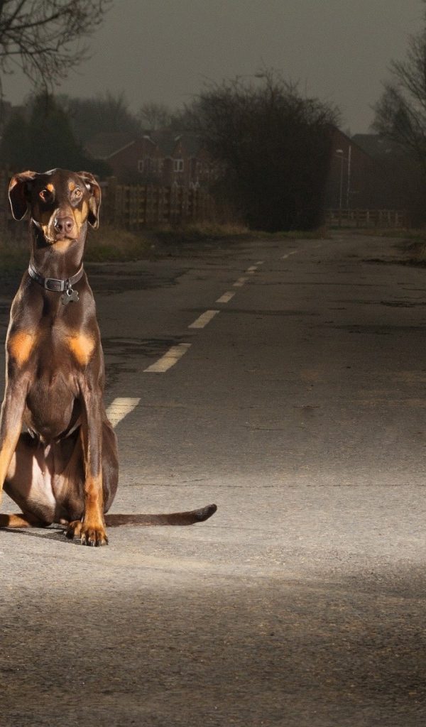 Доберман на улице в ночное время