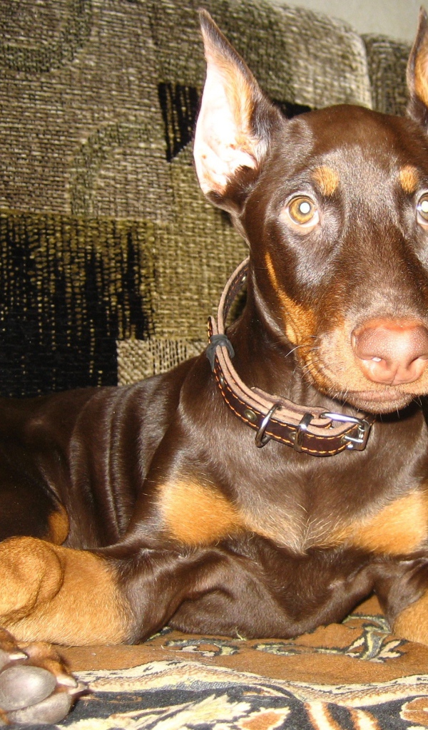 Доберман лежит на диване