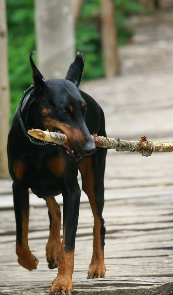 Доберман играет с палкой