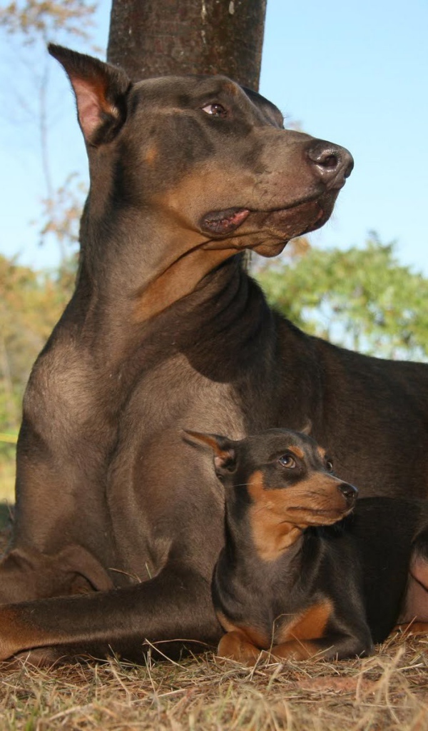 Доберманы лежал в лесу