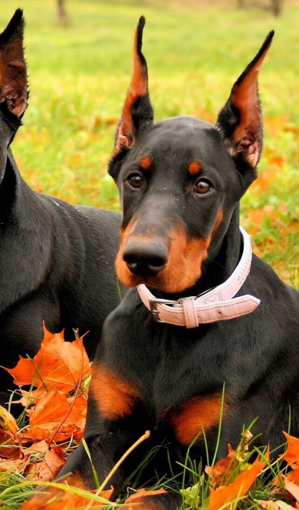 Доберманы лежал на листьях