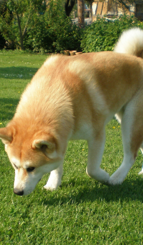 Собака акита-ину берёт след