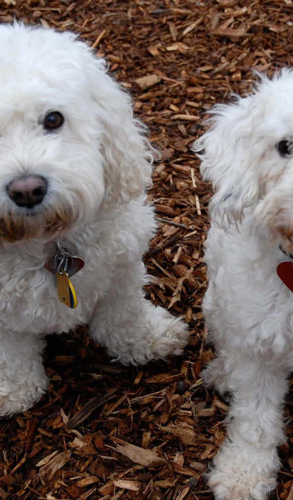 Собаки породы бишон-фриз смотрят на фотографа