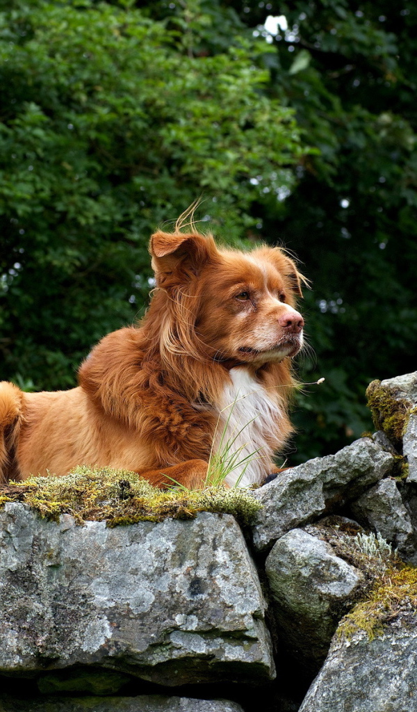 Собака Ретривер на природе