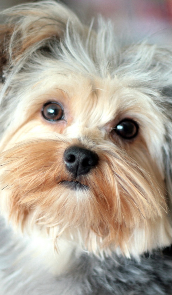 Собака Йоркширский терьер