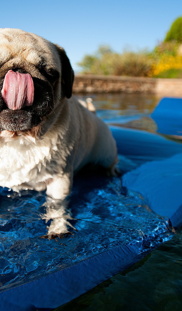 Собака купается