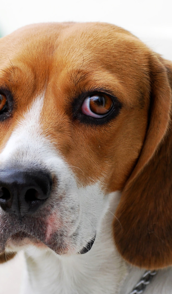 Собака породы бигль провинилась