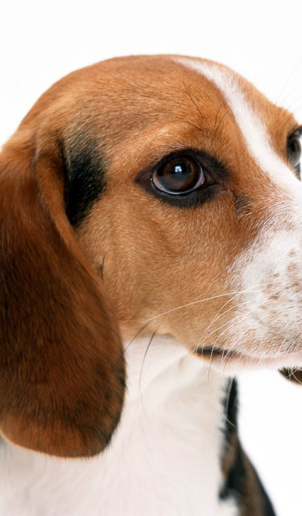 Собака породы бигль на белом фоне крупным планом