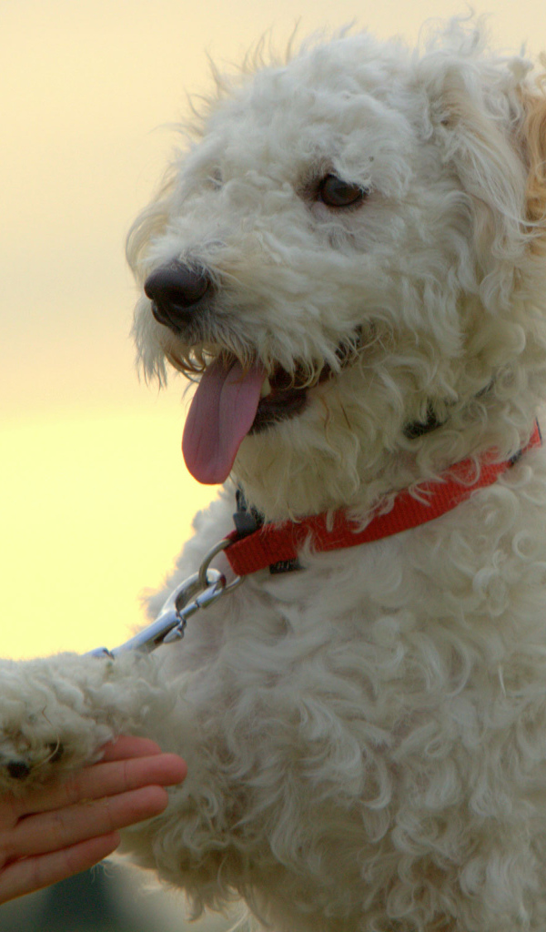 Собака породы бишон-фриз даёт лапу