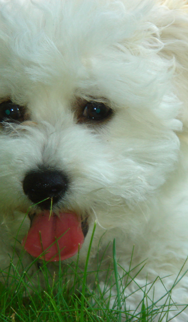 Собака породы бишон-фриз в траве